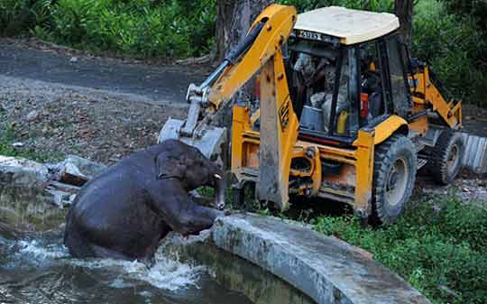 экскаватор-погрузчик JCB спасает слоненка из бассейна