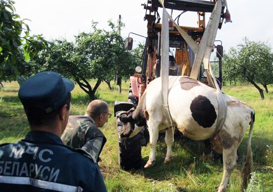 Для спасения коровы, попавшей в колодец, пришлось задействовать спецтехнику
