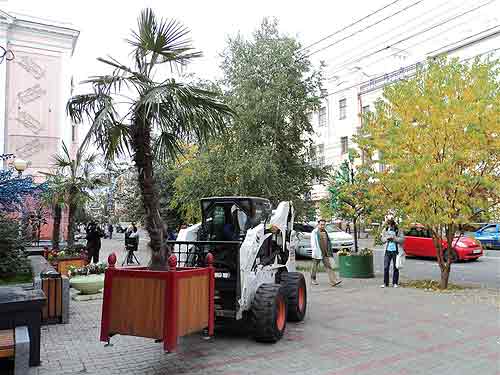 Мини-погрузчик Bobcat переставляет пальмы в Красноярске