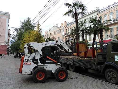 Мини-погрузчик Bobcat переставляет пальмы в кузов КамАЗа
