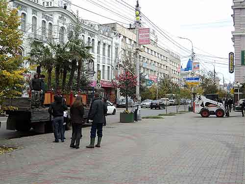 красноярские пальмы и туи убираются на зиму