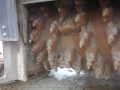 Wirtgen W 100 F [1]