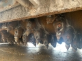 Wirtgen W 200 [4]